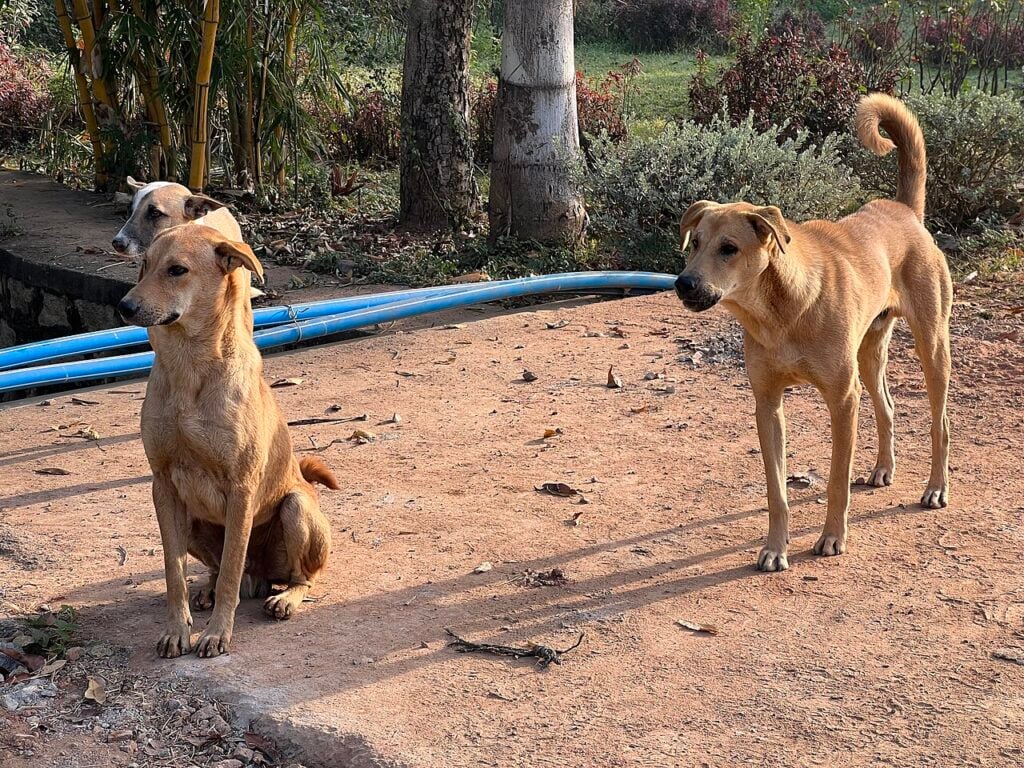 Two Indian pariah dogs in a city park in Yelahanka, Bengaluru