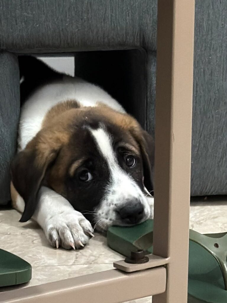 Close-up of the white, brown and black Indie pup with a white stripe down its face, resting its chin on a slipper under the sofa in Goregaon East, Mumbai