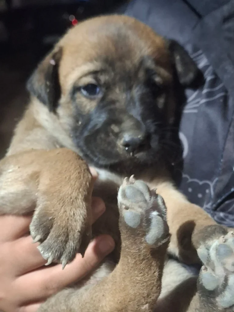 A one-month-old tan indie mix puppy, a boy, with a dark muzzle and dark ears, held up in someone's hands in Rajajinagar, Bengaluru, with his paws raised