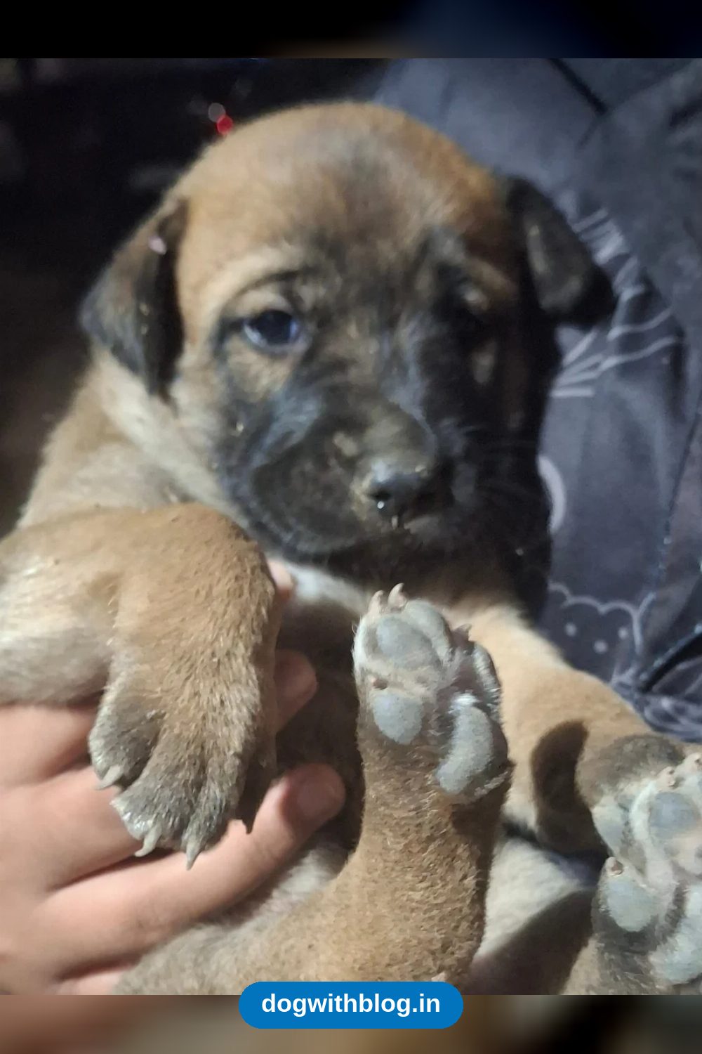 Two One-Month-Old Indie Mix Puppies, a Boy and a Girl, Need a Home in Rajajinagar in Bengaluru