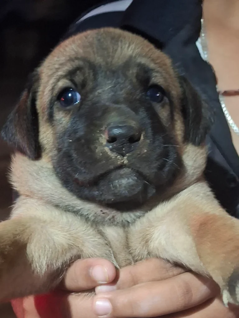 A one-month-old tan indie mix puppy, a girl, with a dark muzzle and dark ears, held in someone's hands in Rajajinagar, Bengaluru