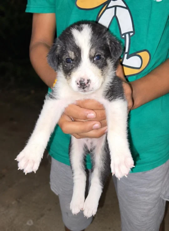 Four Orphaned Faridabad Puppies Need Homes After Their Mother Was Killed, adoptable dog in Delhi NCR