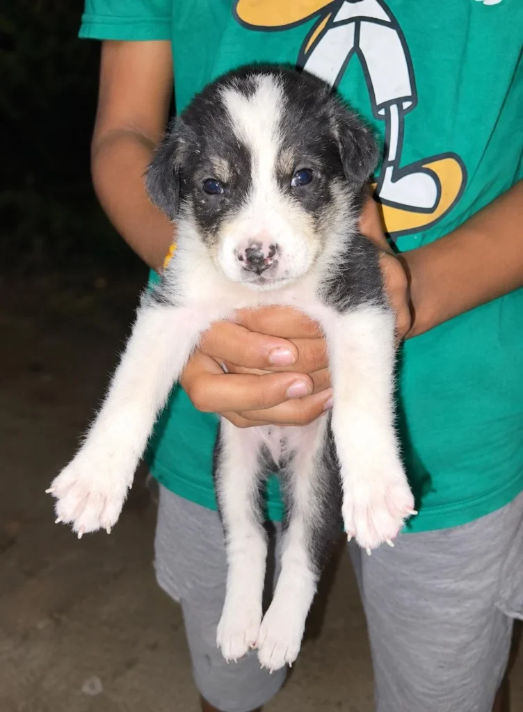 A black-and-white puppy held up in two hands by a person in a green shirt. He is one of four orphaned male puppies from Neherpar, Faridabad, up for adoption.