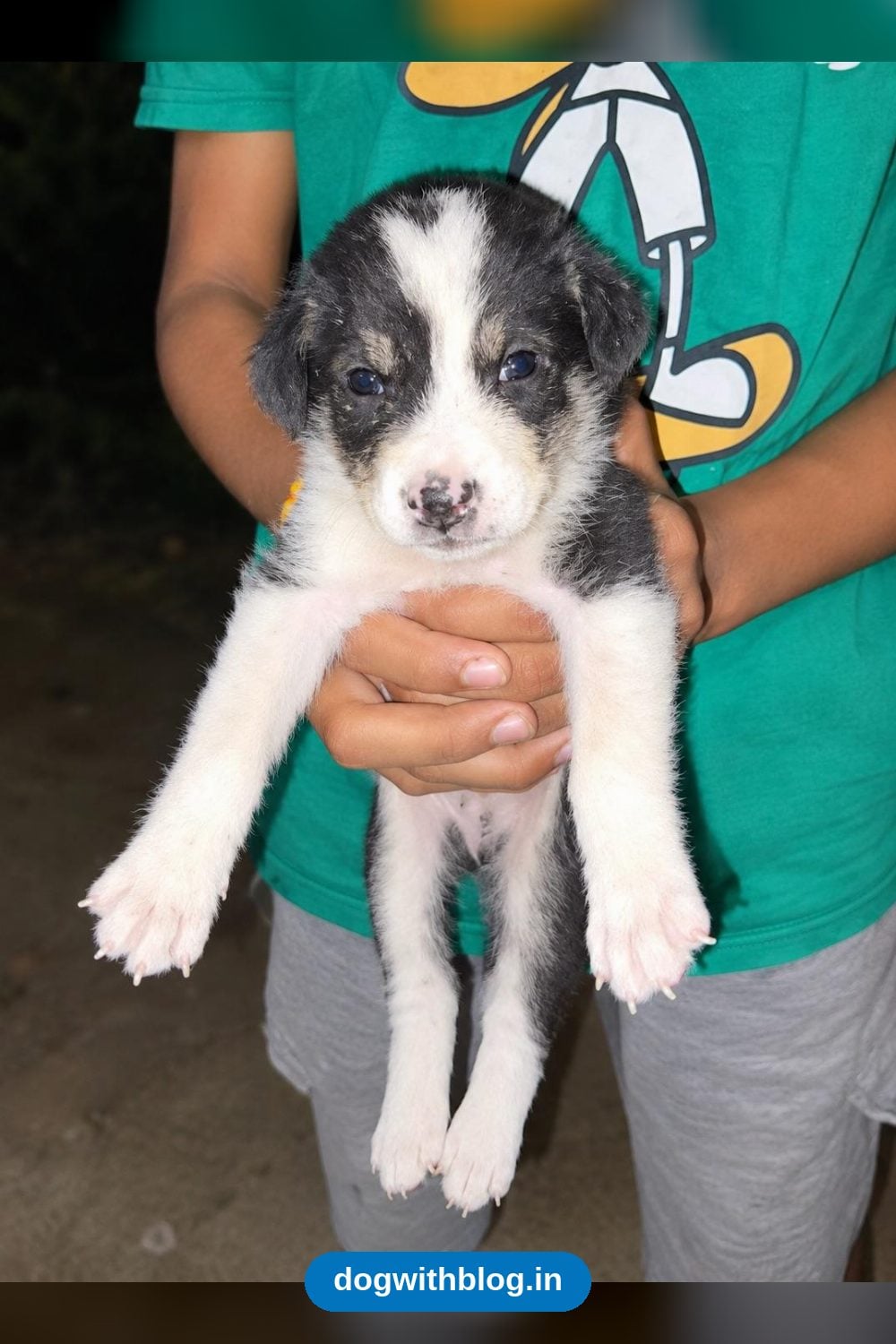 Four Orphaned Faridabad Puppies Need Homes After Their Mother Was Killed — Delhi NCR