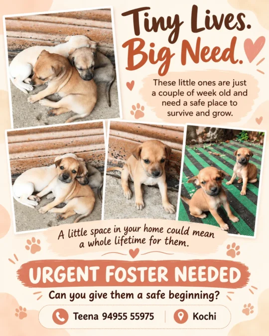 Young Puppies in Kochi Need a Foster or Adoptive Home, adoptable dog in Kochi