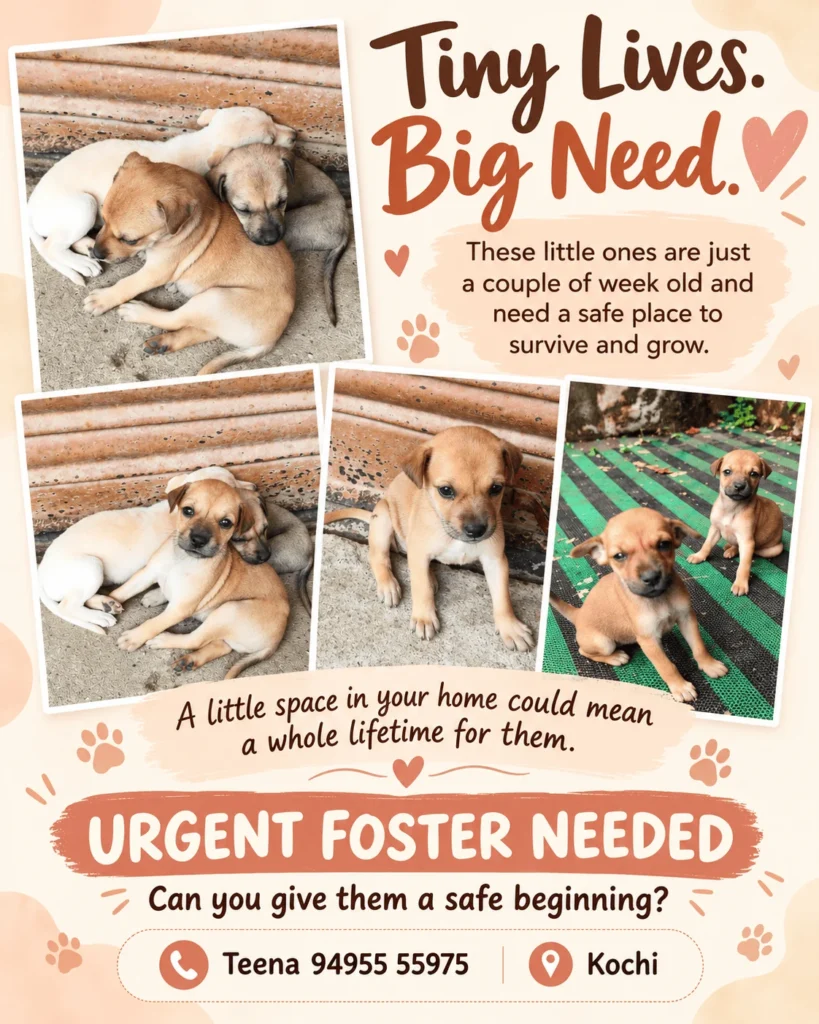 Adoption poster for young puppies in Kochi, showing four photos of tan and cream puppies and an urgent foster appeal
