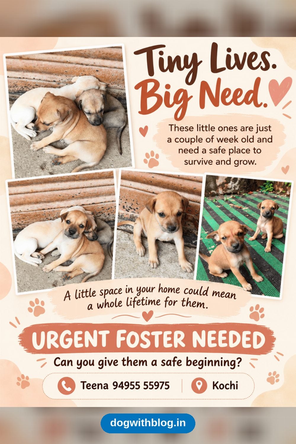 Young Puppies in Kochi Need a Foster or Adoptive Home
