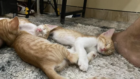 Four 12-Week-Old Orange Kittens and Their Mama Need Homes, adoptable cat in Delhi NCR