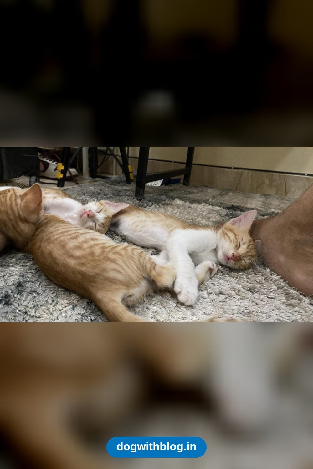 Four 12-Week-Old Orange Kittens and Their Mama Need Homes in Delhi NCR