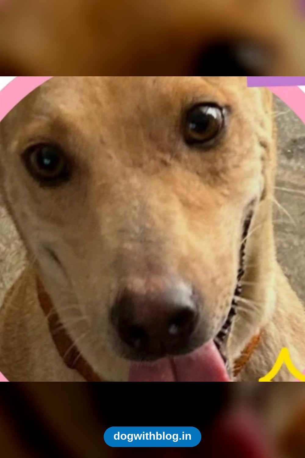 Junior and Her Four 7-Month-Old Pups in Hyderabad