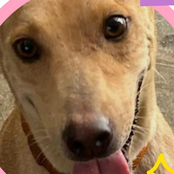Junior, a sterilised cream-coloured female indie dog in Hyderabad, tongue out
