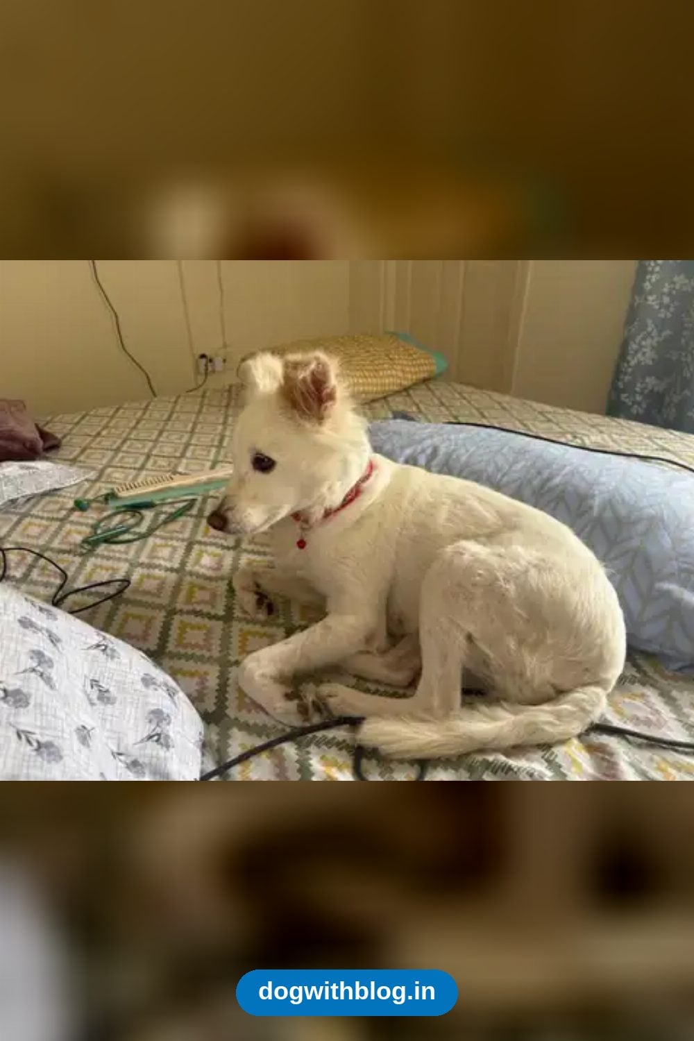 Juny, a Gentle 5-Year-Old Dog Abandoned While Nursing, Needs a Home — Bengaluru