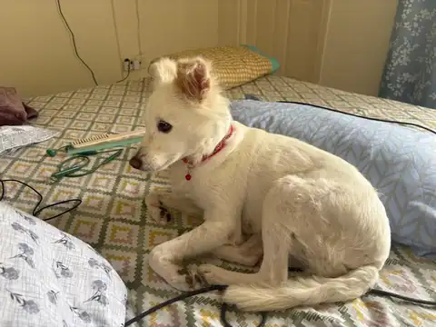 Juny, a white female dog in a red collar resting on a bed. Adoptable dog in Bengaluru.