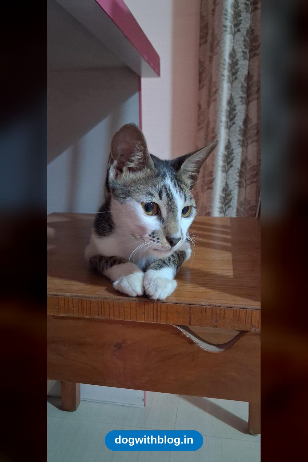 Kiko, a 3-4 Month Old Vaccinated Indie Boy Cat — Vadodara
