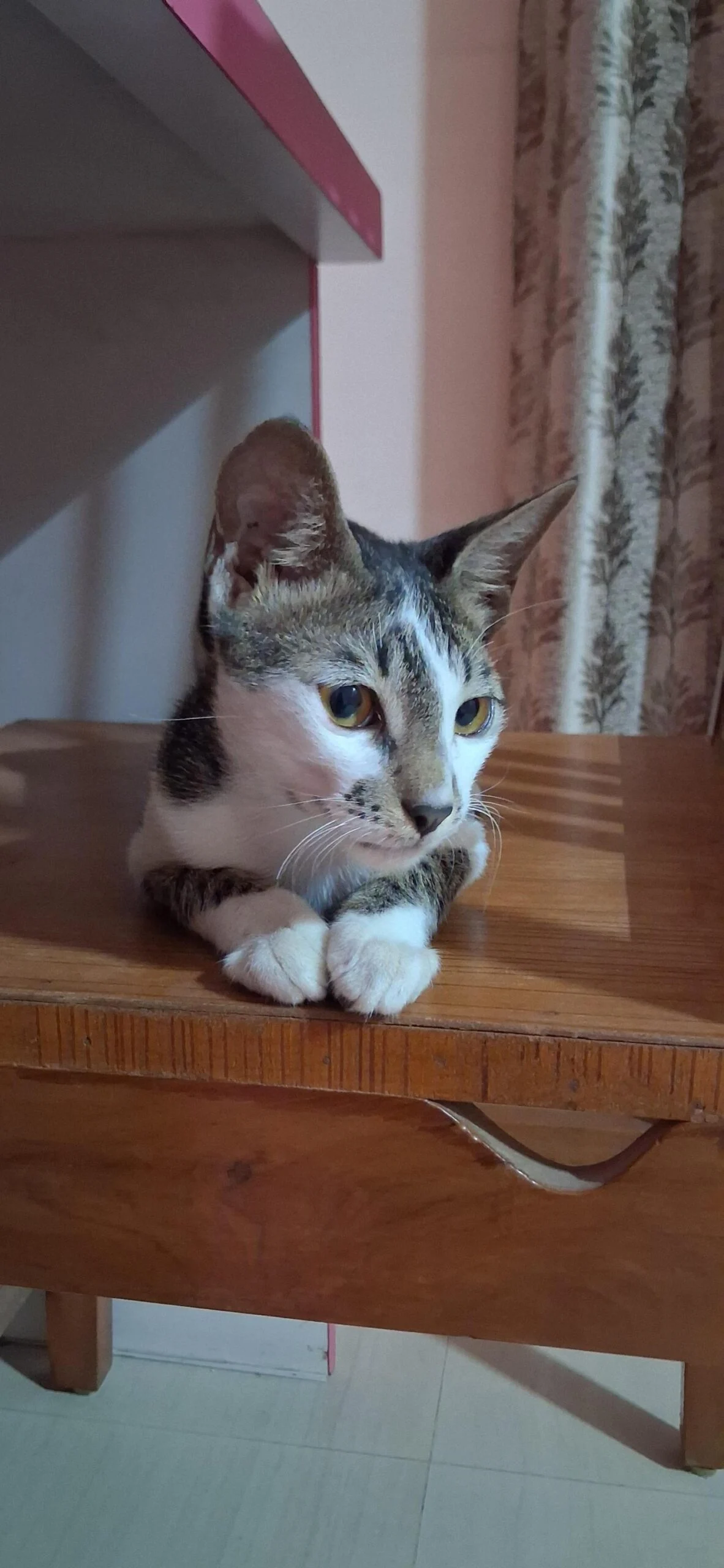 Kiko, a 3-4 Month Old Vaccinated Indie Boy Cat in Vadodara