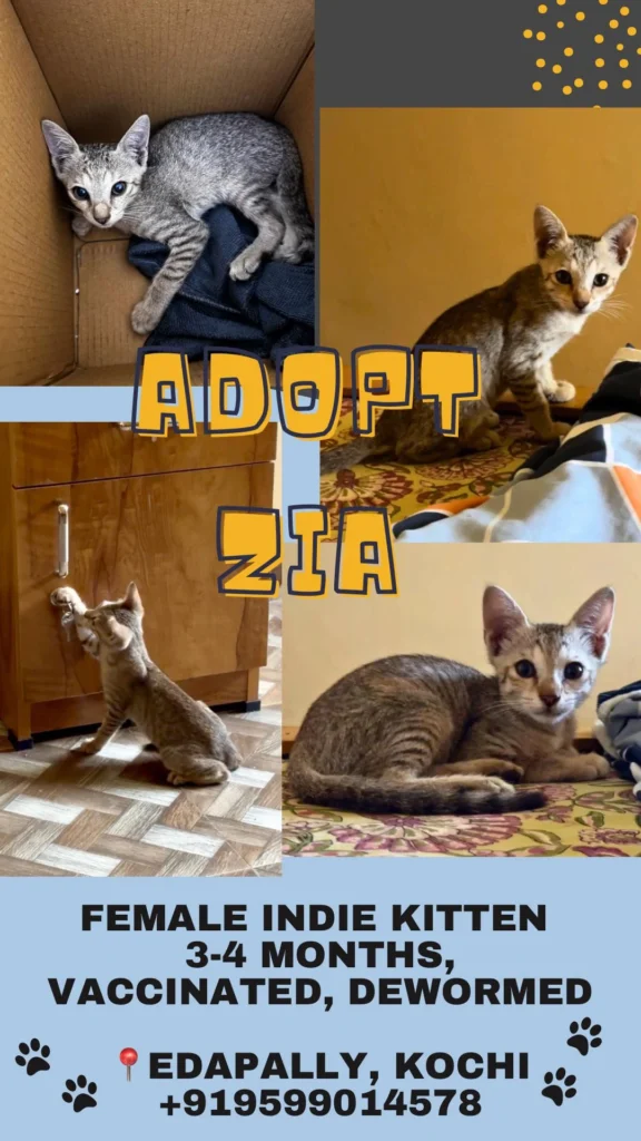 Adoption poster for Zia, a female indie kitten, with four photos of a grey-brown tabby kitten in a box, on a bed and by a cupboard, and Edapally, Kochi printed below