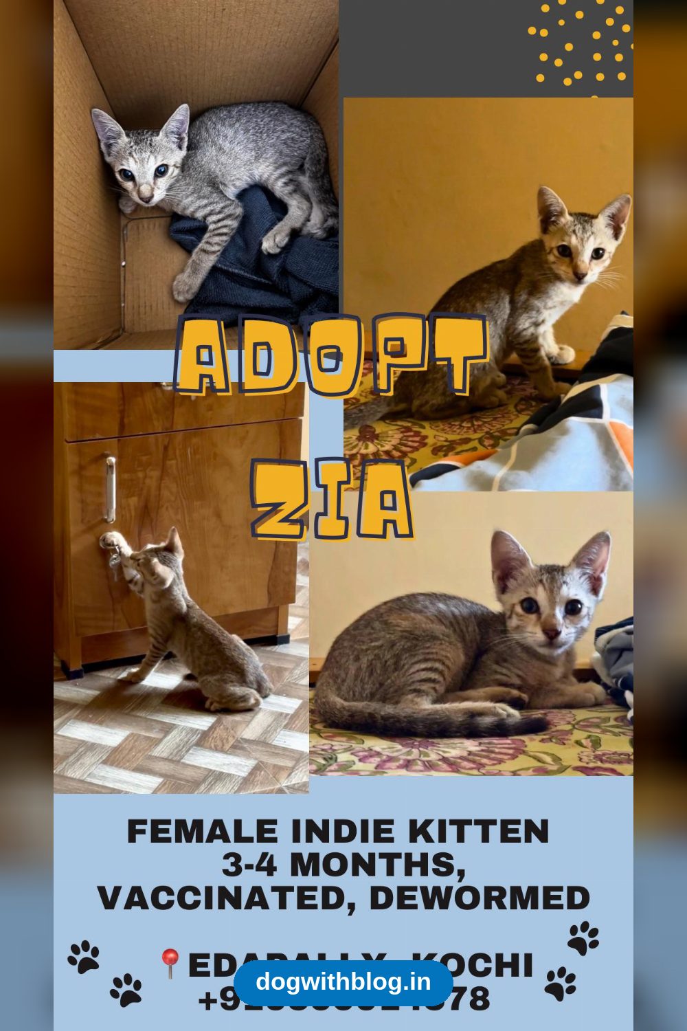 Zia, a Vaccinated Indie Kitten Looking for a Home in Edapally — Kochi
