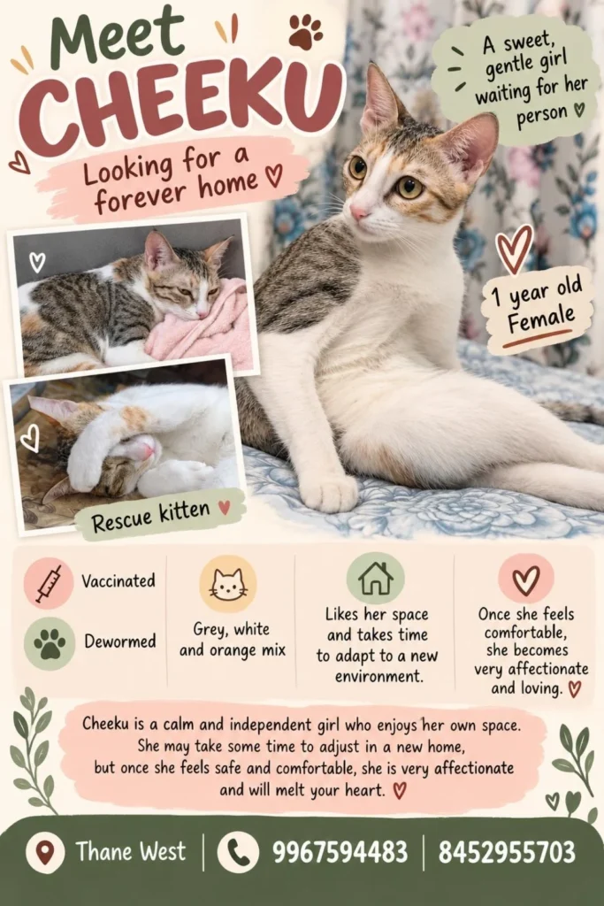 Adoption poster for Cheeku, a grey, white and orange female cat sitting on a floral blanket, with two smaller photos of her curled up asleep and her details below.