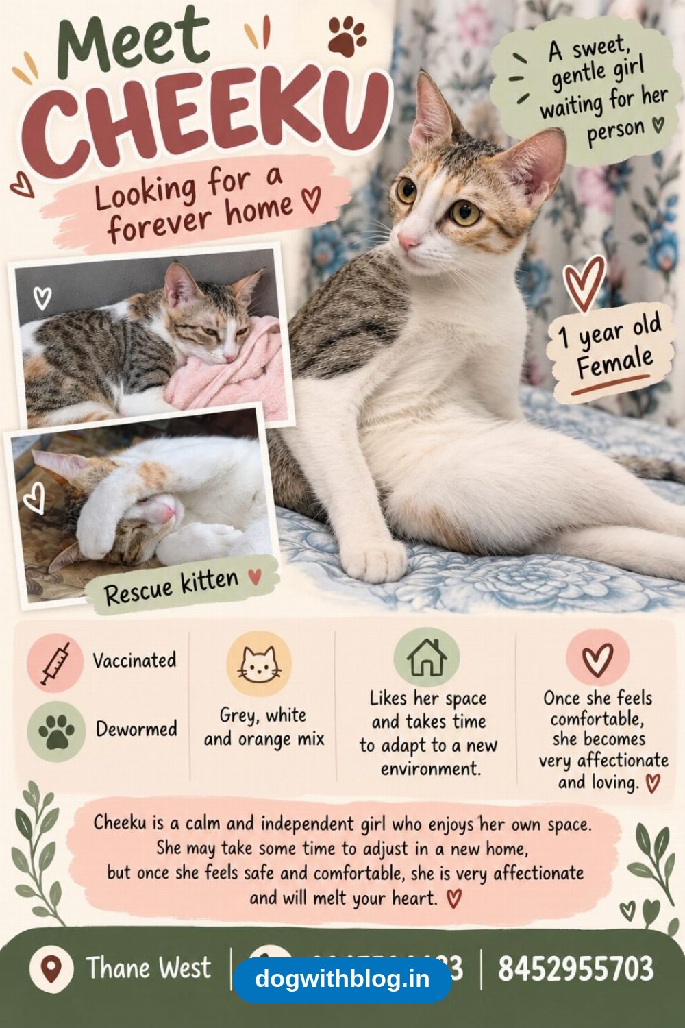 Cheeku, a Vaccinated 1-Year-Old Female Cat in Thane West, Needs a Home in Mumbai