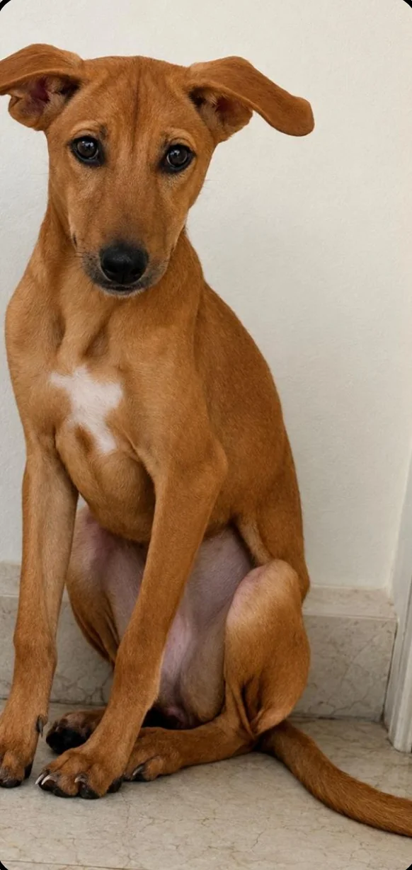 Kaju, a 7-month-old brown female indie pup sitting against a wall