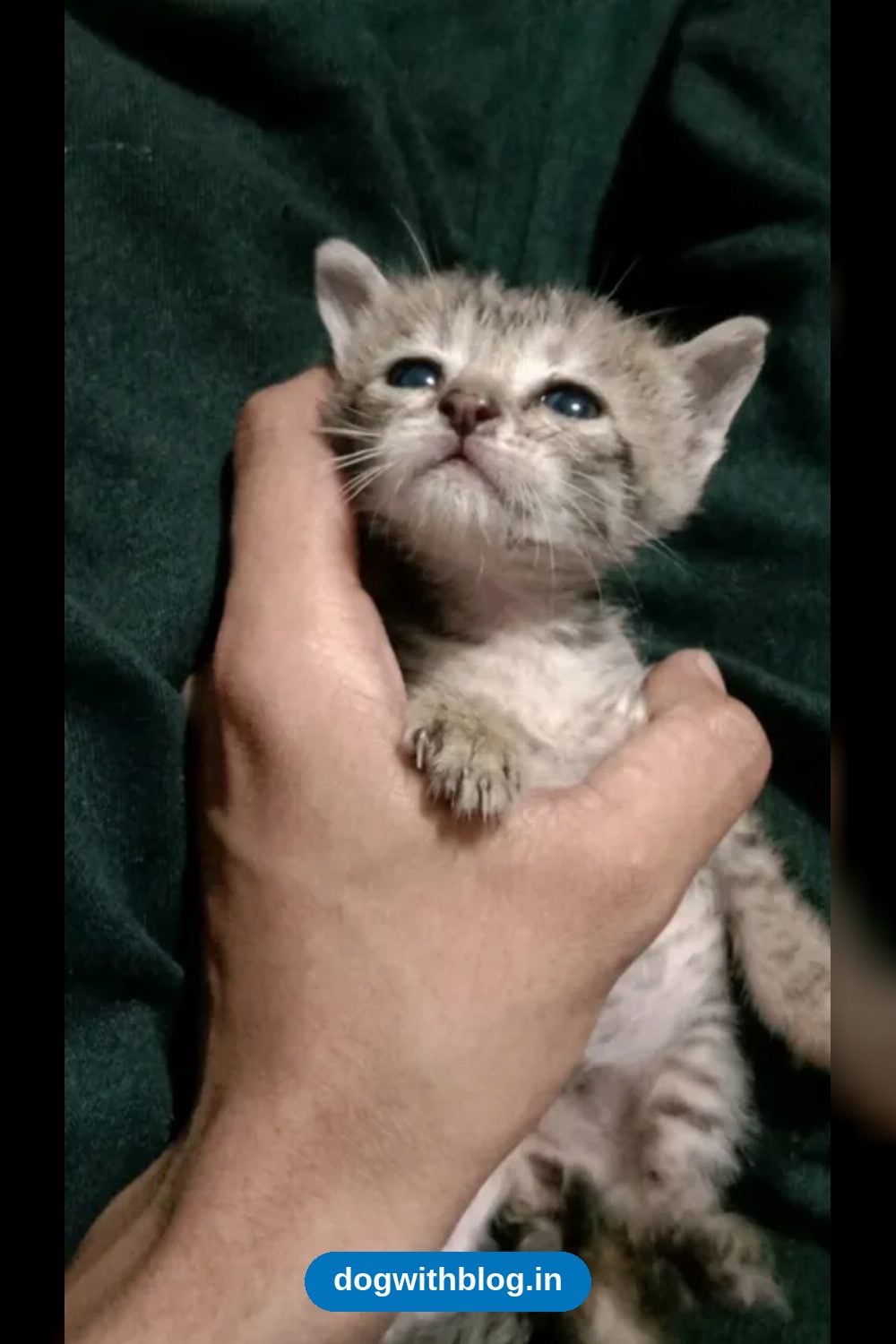 A Playful 1-Month-Old Kitten Found in Karol Bagh Needs a Foster or Home — Delhi NCR