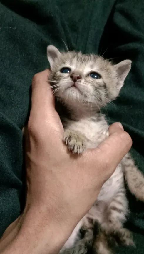Tiny grey tabby kitten with blue eyes held in a cupped hand against dark green cloth. A one-month-old kitten needing a home in Karol Bagh, Delhi.