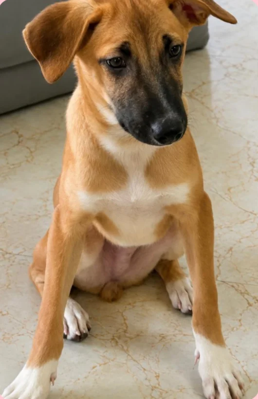 Katappa, a 7-month-old male indie pup with a dark muzzle and tan coat