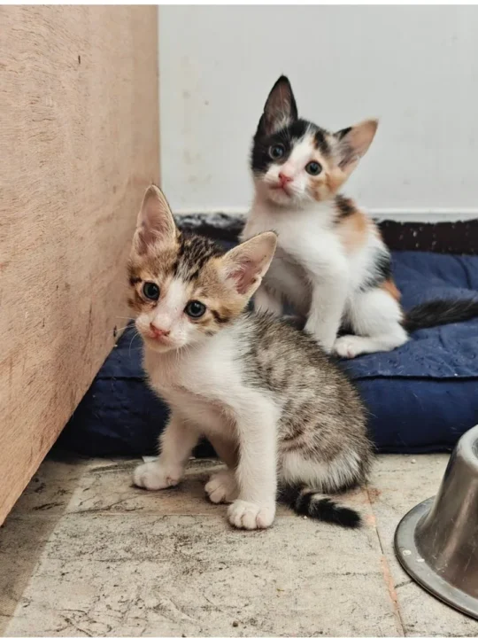 Two Bonded Kittens, About Two Months Old, Need a Home
