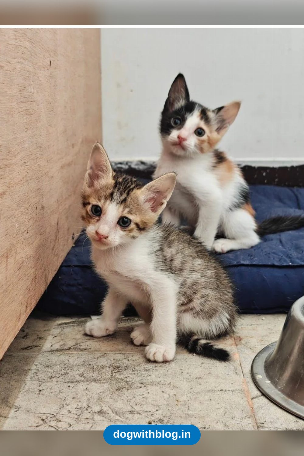 Two Bonded Kittens, About Two Months Old, Need a Home in Bengaluru