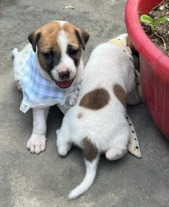 Two brown-and-white indie puppies in Kolkata, one in a blue checked bandana, beside a red flowerpot