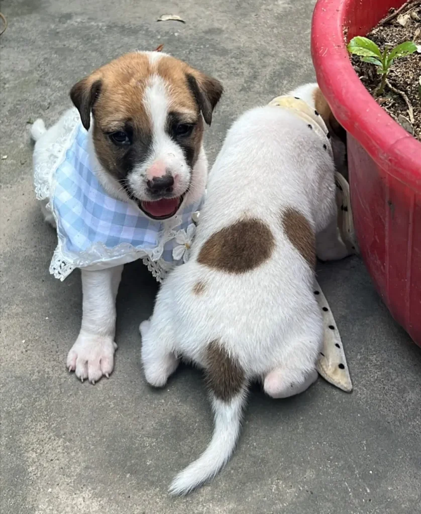 Two brown-and-white indie puppies in Kolkata, one in a blue checked bandana, beside a red flowerpot