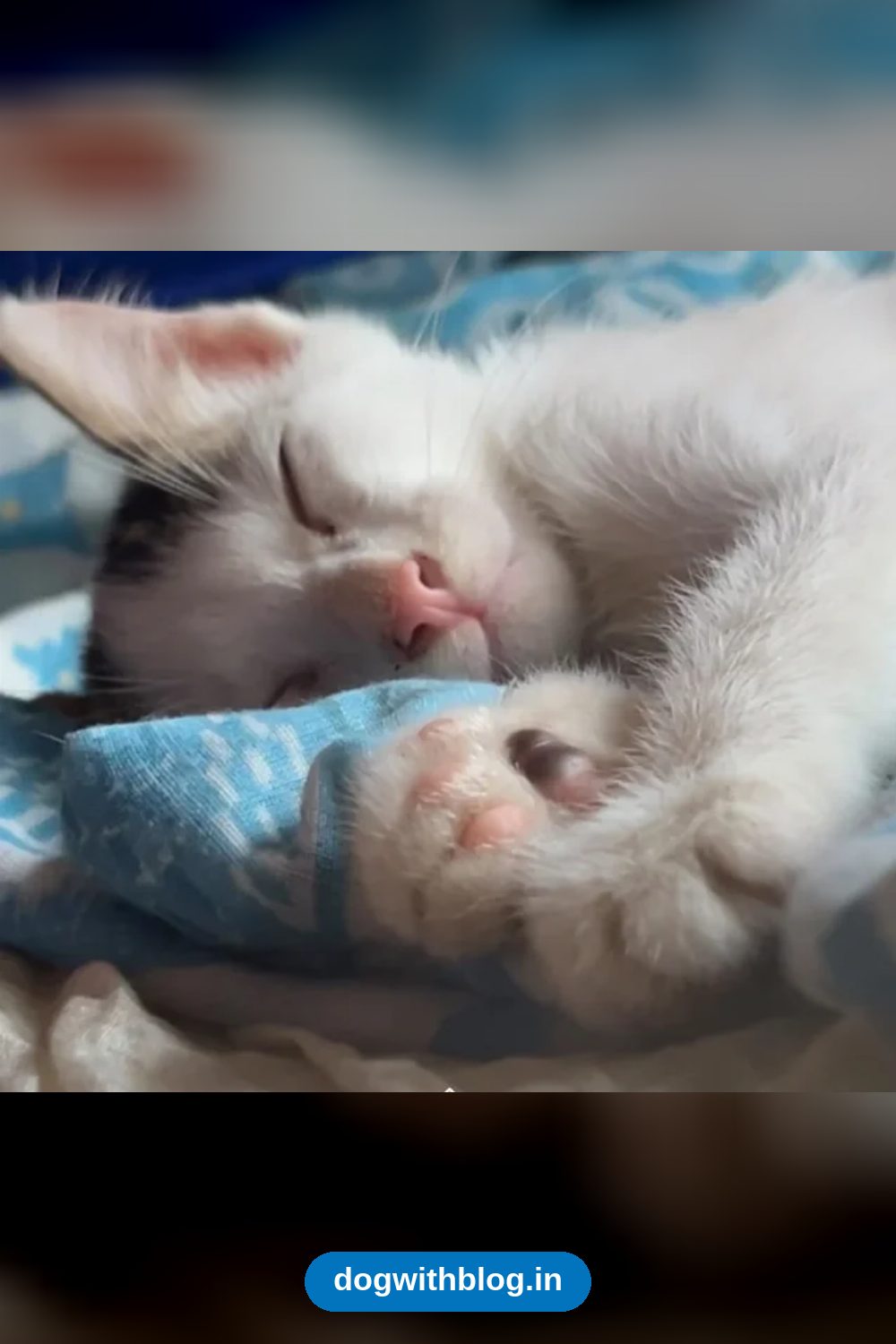 Two Rescue Kittens Are Looking for a Permanent Home — Kolkata