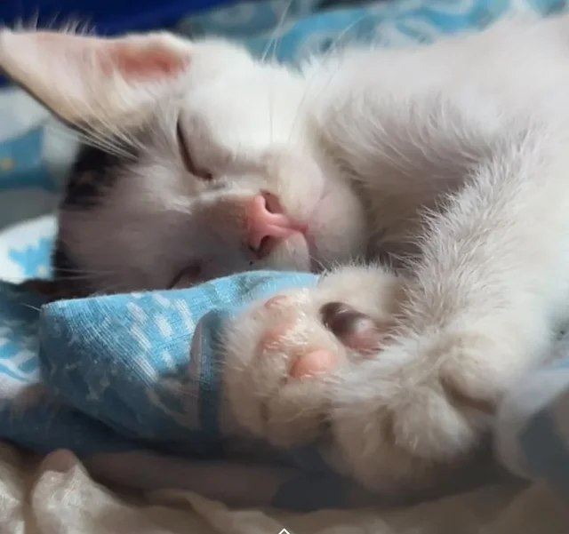 Sleeping white kitten with a dark patch by its ear, curled on a blue cloth with one paw stretched toward the camera. One of two rescue kittens in Kolkata