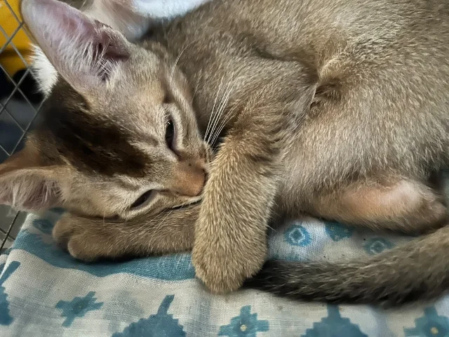 Tan kitten with darker face markings lying curled on a blue and white patterned cloth next to a wire mesh. One of two rescue kittens in Kolkata