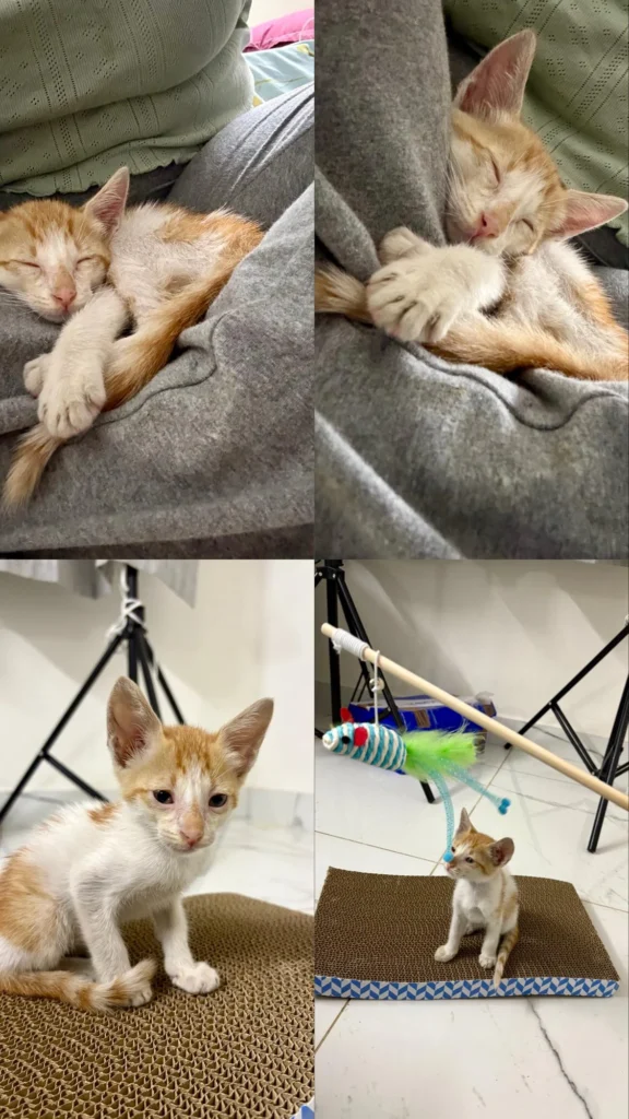 Collage of four photos of Oliver, a young indie kitten, asleep on a lap and sitting on a scratching pad