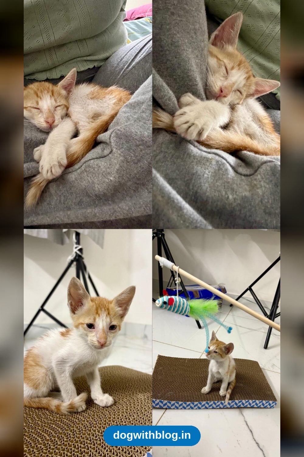 Oliver, a 1.5-Month-Old Indie Kitten, Needs a Home in Bengaluru