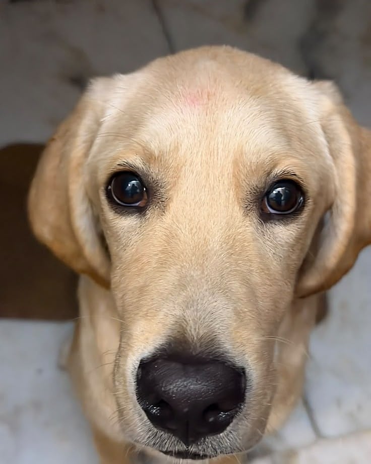 Close-up of Leo, a yellow Labrador puppy, looking up at the camera