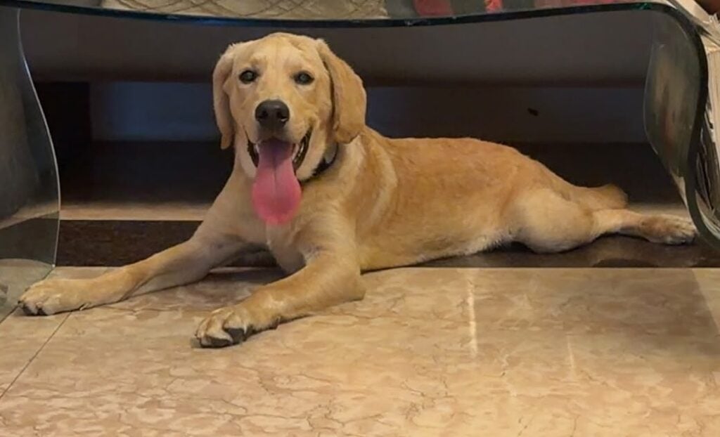 Leo, a five-month-old yellow Labrador puppy, lying on a marble floor under a glass table with his tongue out, in Greater Kailash, Delhi