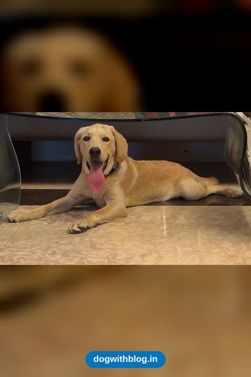 Leo, a Playful Five-Month-Old Labrador, Needs an Active Home in South Delhi in Delhi NCR