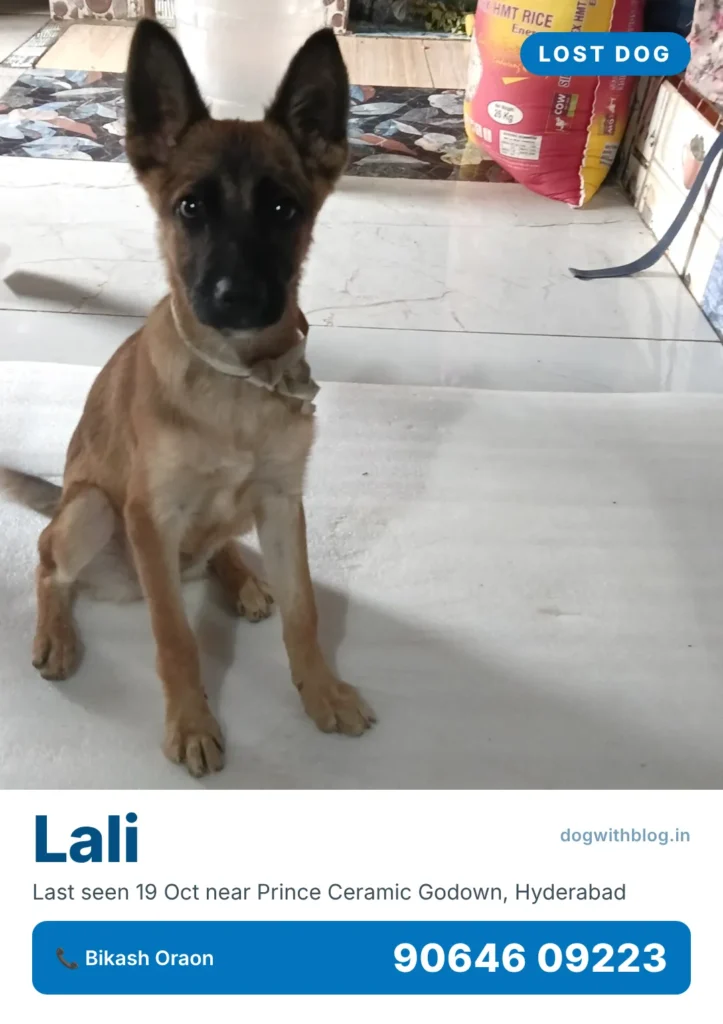 Lost dog poster for Lali, a young tan dog with a dark muzzle and upright ears sitting on a white floor, last seen near Prince Ceramic Godown, Hyderabad