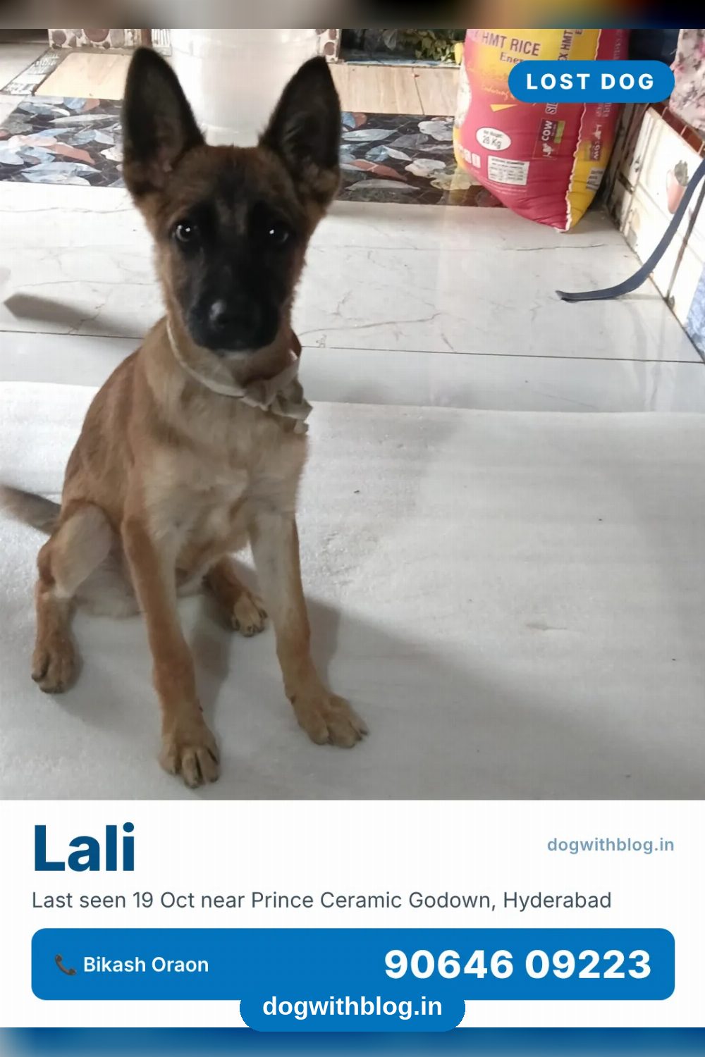 Lost Dog, Lali in Hyderabad