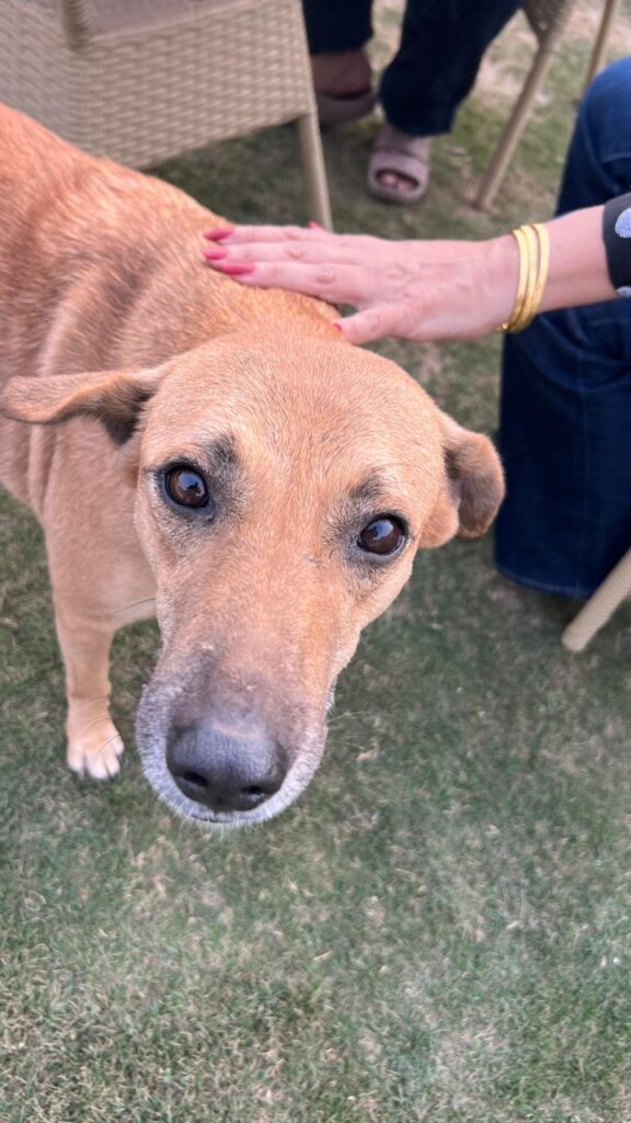 Close-up of Leela looking up at the camera on grass, a hand resting on her head