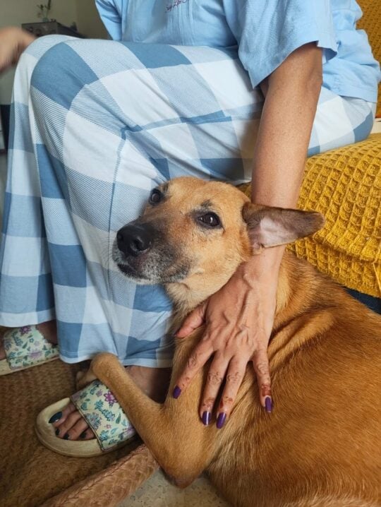 Leela, a Calm Seven-Year-Old Indie, Waited Five Years in Boarding for a Home, adoptable dog in Delhi NCR