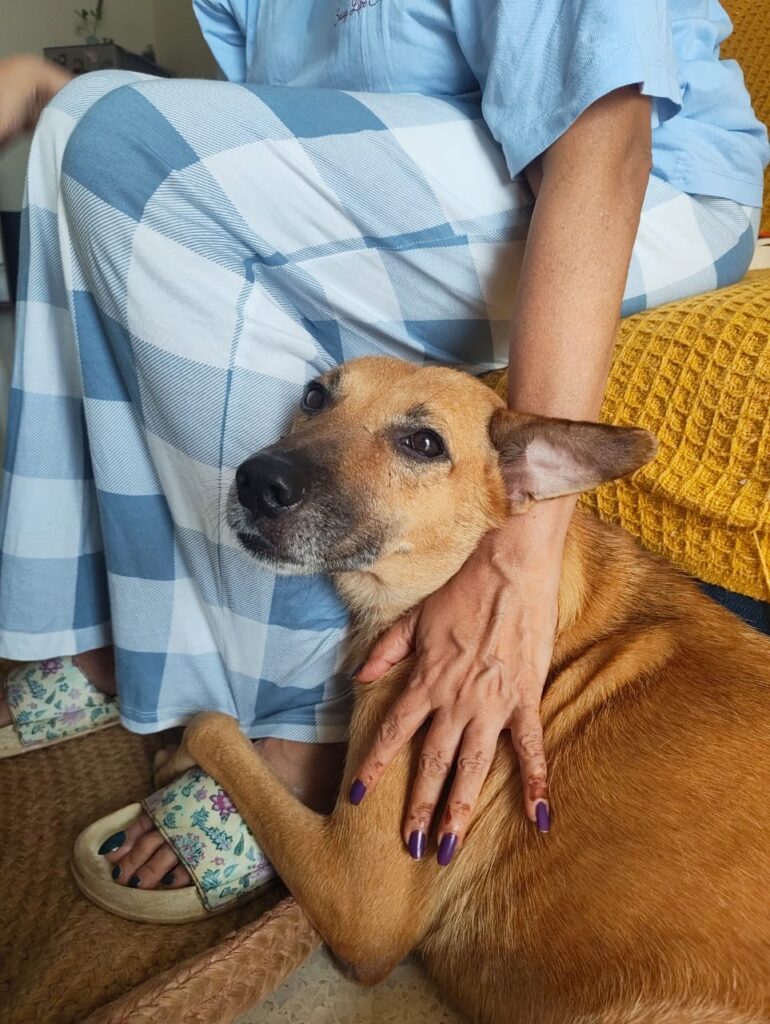 Leela, a seven-year-old tan indie dog, resting her head against a person on a sofa while a hand strokes her neck, in Gurgaon