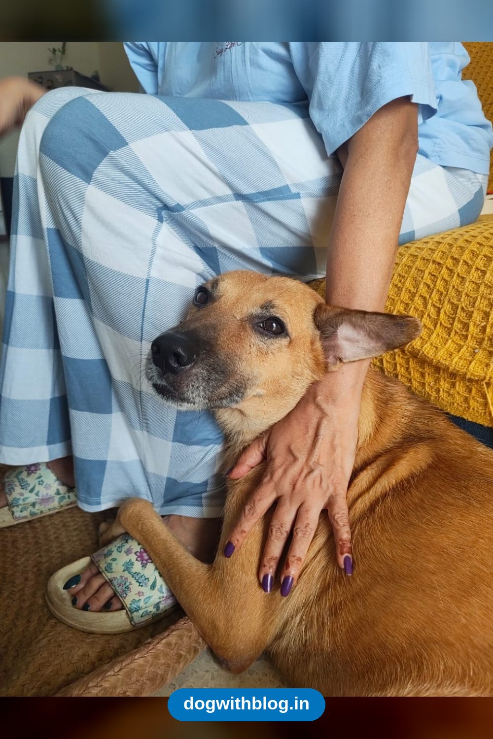 Leela, a Calm Seven-Year-Old Indie, Waited Five Years in Boarding for a Home in Delhi NCR