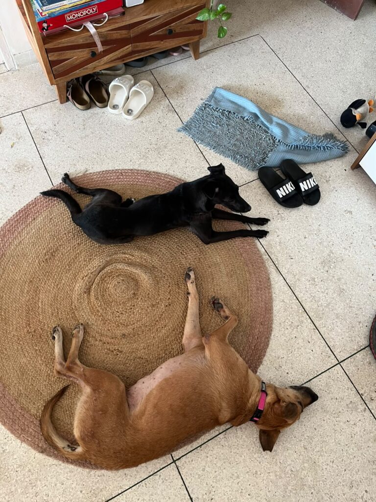 Leela asleep on her back on a round jute rug beside a black dog, on a tiled floor in Gurgaon
