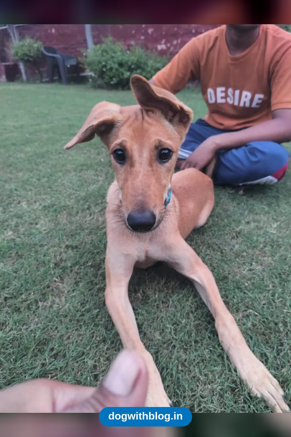Leo, a 6-Month-Old Indie Left in a Dwarka Park, Needs a Home in Delhi NCR