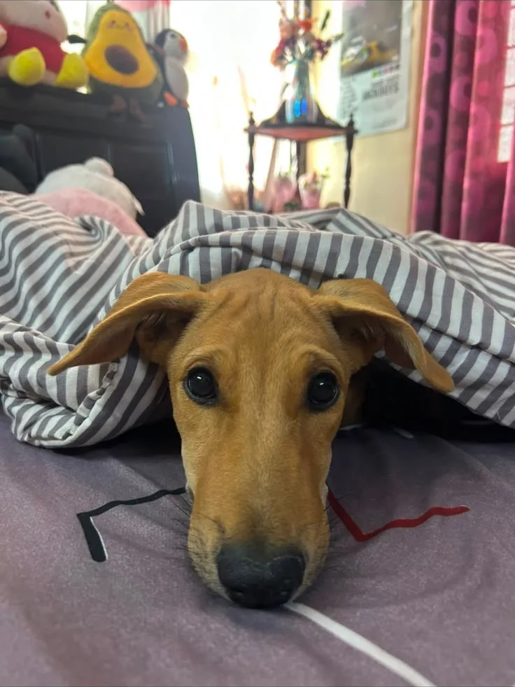 Leo the fawn Indie puppy resting his chin on a bed