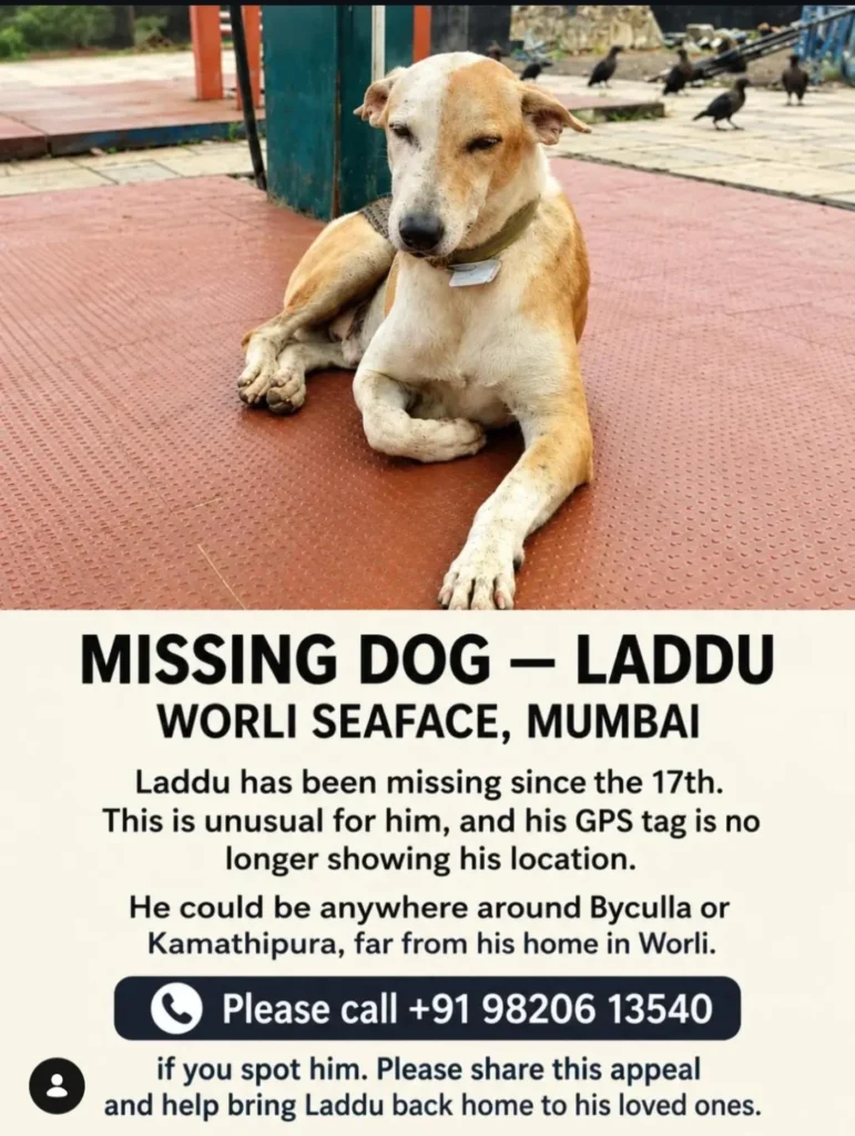 Missing dog poster for Laddu, a tan and white dog lying on a red rubber mat in a collar with a tag, with the line Missing Dog, Laddu, Worli Seaface, Mumbai and a number to call if he is spotted