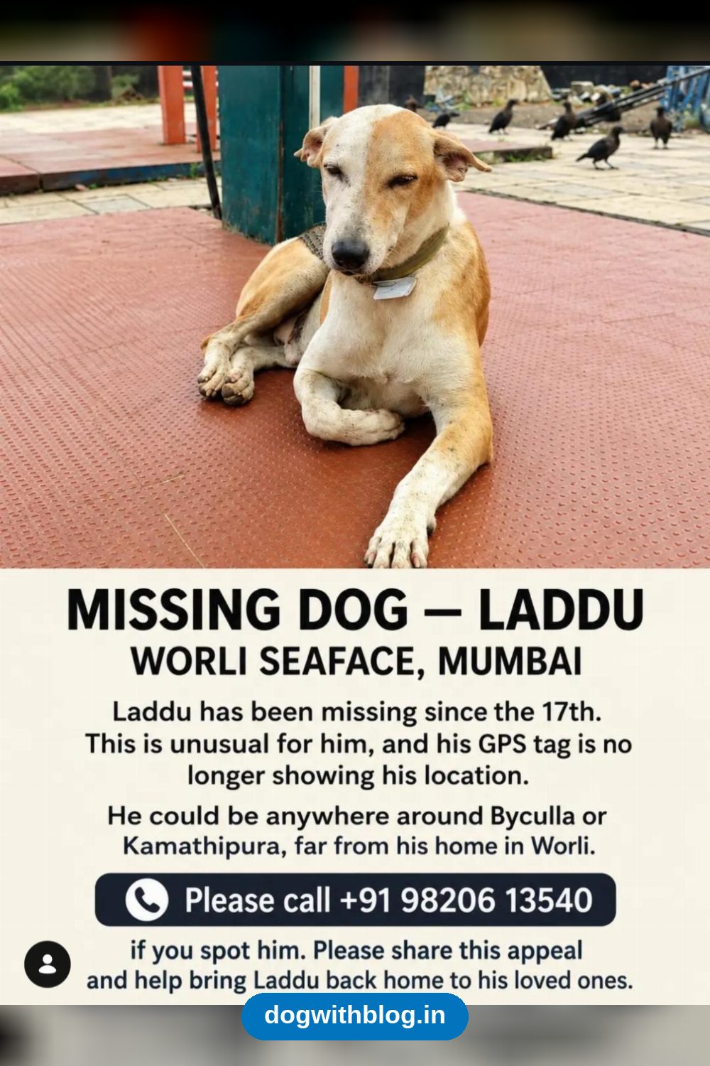 Lost Dog, Laddu, Missing From Worli Seaface in Mumbai